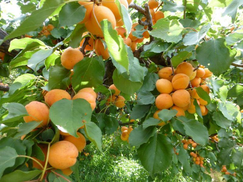 Самоплодные сорта абрикоса для подмосковья