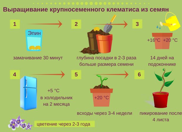 Клематис: размножение семенами, особенности посадки в грунт, правила ухода и рекомендации специалистов - sadovnikam.ru