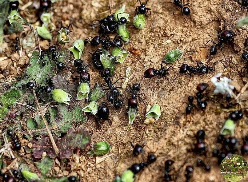 Как избавиться от муравьев на капусте? | садоводство и огородничество