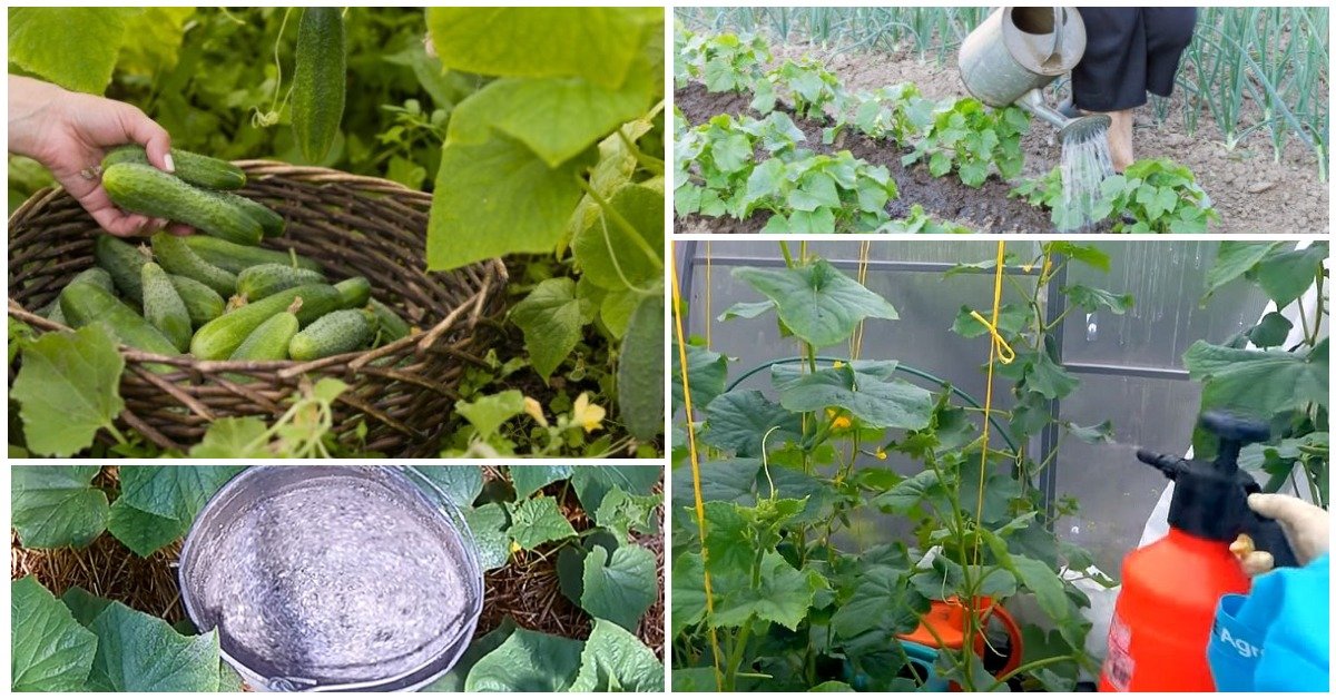 Как правильно использовать мочевину в саду и в огороде
