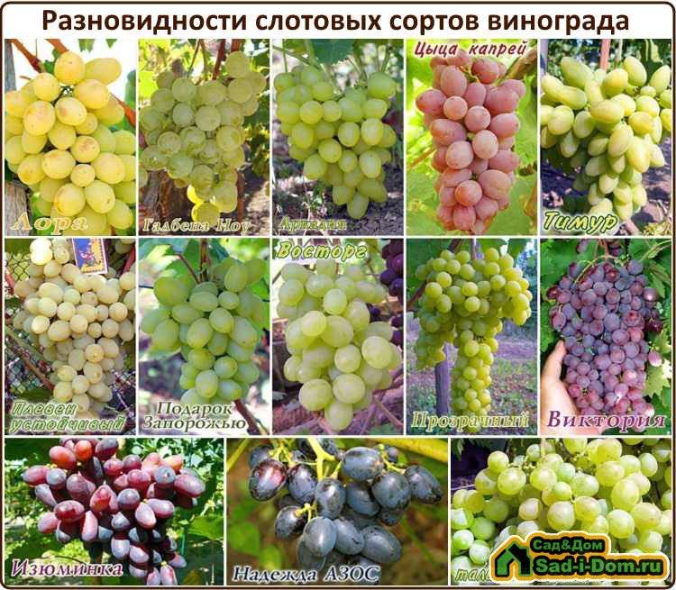 Описание винограда сорта Жемчуг, подвиды и технология выращивания