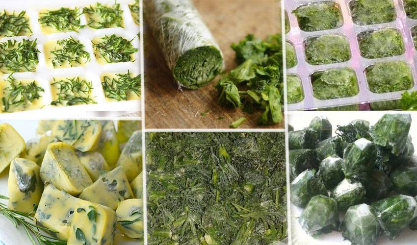 Правила заготовки рукколы на зиму в домашних условиях и советы по хранению зелени в морозилке и холодильнике - всё про сады