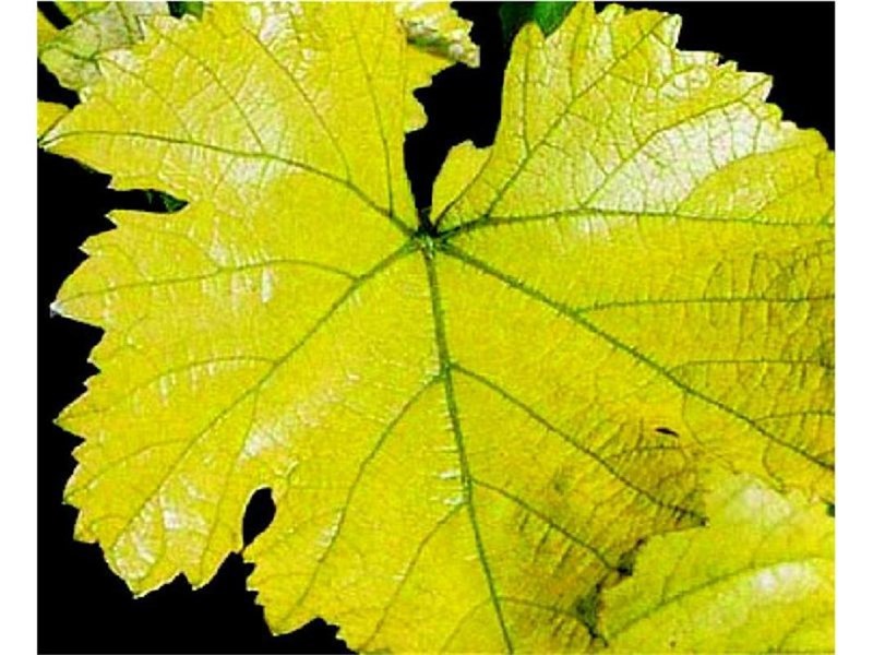 Почему листья винограда. Инфекционный хлороз винограда. Эдафический хлороз у винограда. Неинфекционный хлороз винограда. Хлороз липы.