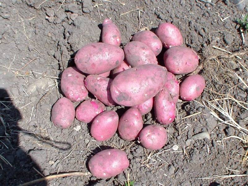 Описание сорта картофеля Романо, особенности посадки и ухода
