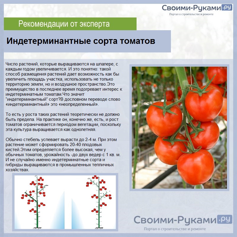 Энерго — томаты с крупными плодами, а не ботвой!