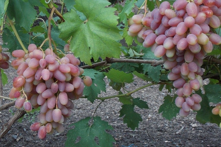 Виноград юбилей новочеркасска: описание сорта, отзывы и фото