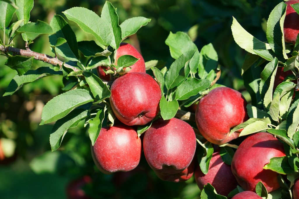 Описание яблони сорта Белорусское сладкое и технология выращивания