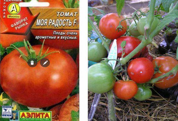 Томат «радостный»: характеристика и описание сорта, урожайность, отзывы