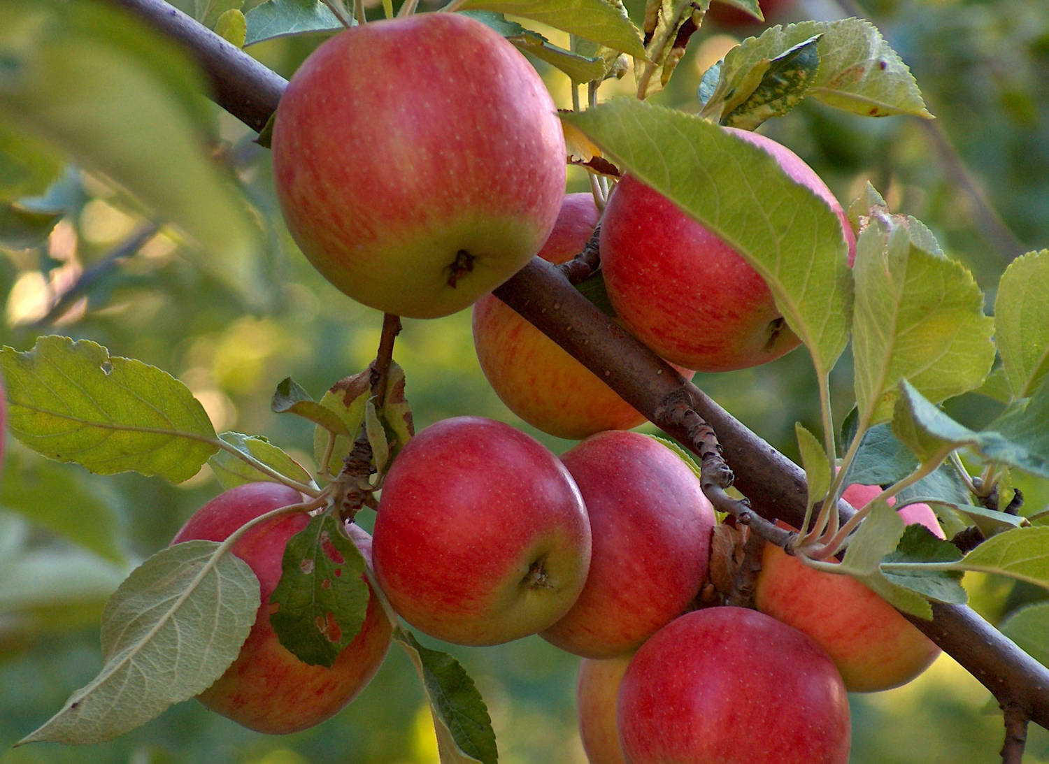 Описание сорта яблони Красное Раннее, агротехника и специфика ухода