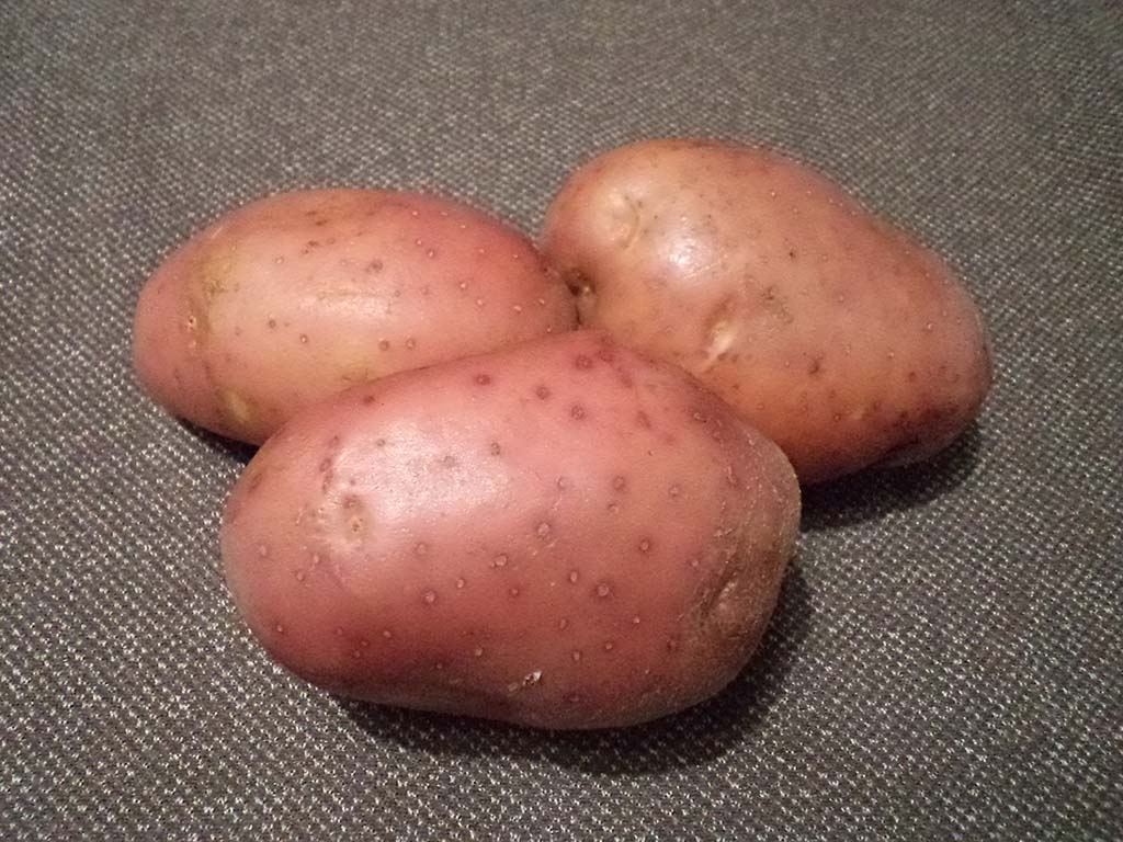 Сорт картофеля «янка» – описание и фото