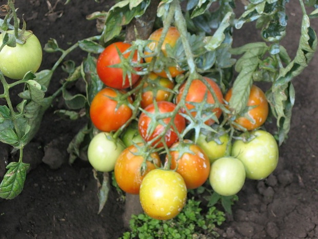 Томат иван да марья: описание сорта и урожайность с фото