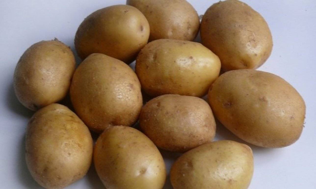 Среднеспелые сорта картофеля