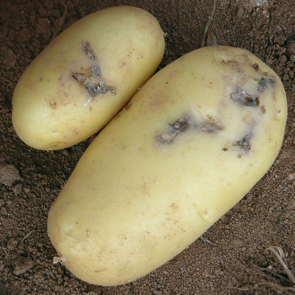 Картофельная моль – 6 главных особенностей и описание борьбы с вредителем