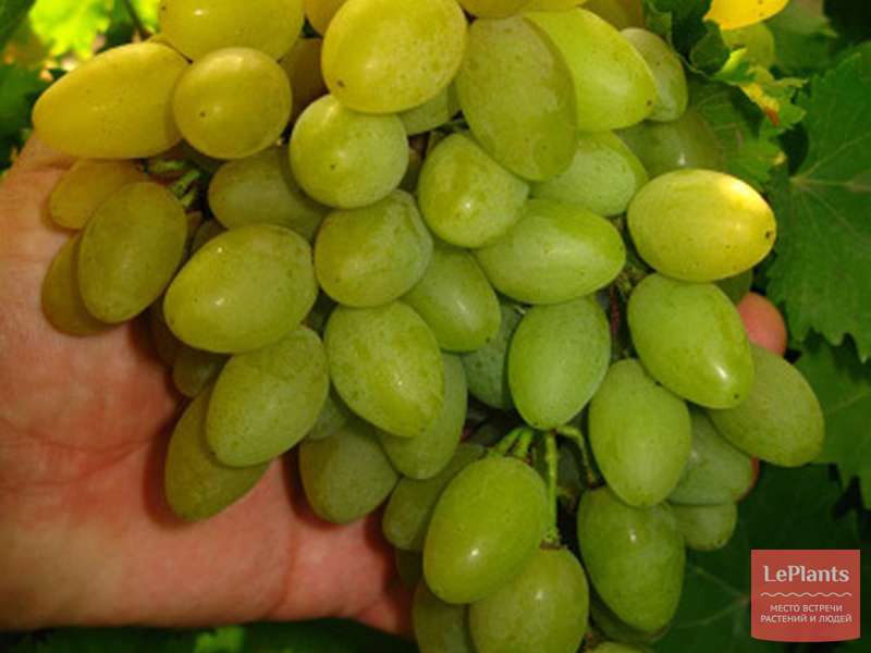 Сорт винограда «юбилей новочеркасска»
