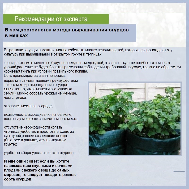 Инструкция по выращиванию рассады болгарского перца