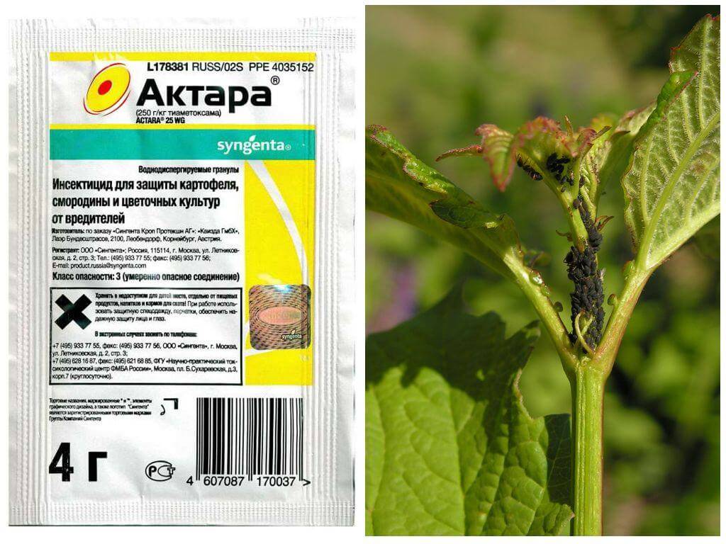 Как эффективно бороться с тлей на плодовых деревьях?