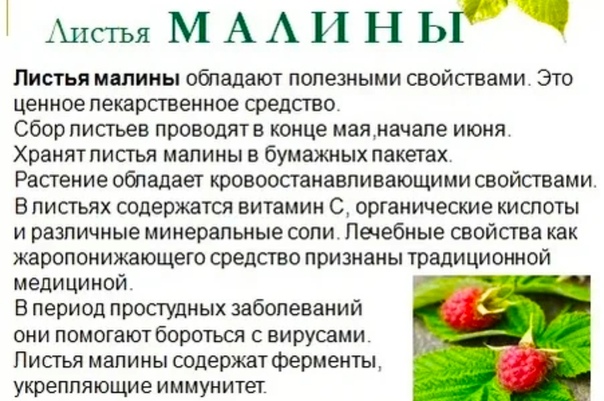 Клубника: польза и вред для здоровья человека, состав, калорийность, применение