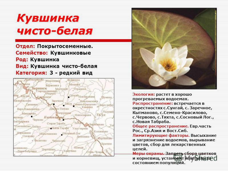 Аквариумное растение нимфея: размножение и ее виды