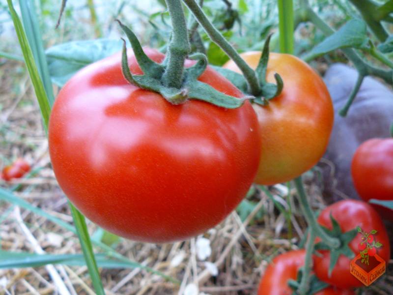 Томат анюта: характеристика и описание сорта, урожайность, отзывы с фото