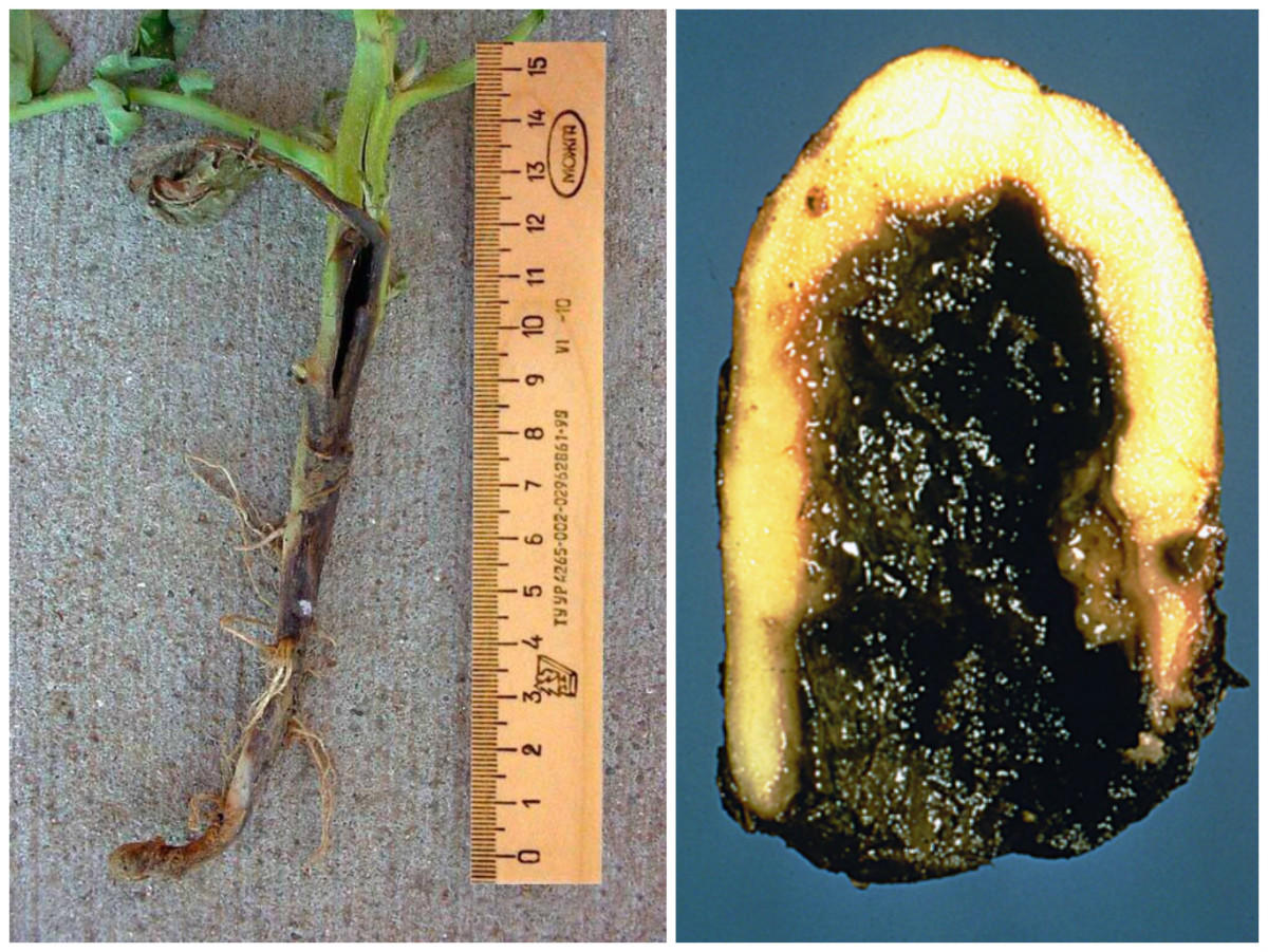 Болезнь черная ножка: фото, описание, как бороться с болезнью картофеля и других растений