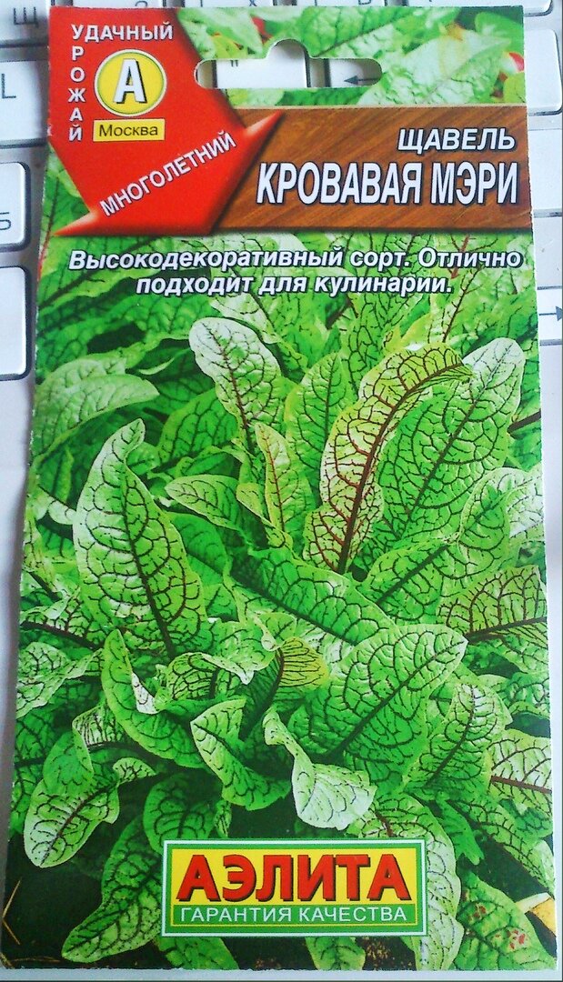 Щавель: посадка и уход в открытом грунте, агротехника и сорта, а также как вырастить на даче, только ли весной сеют, сколько лет размножают на одном месте в огороде? русский фермер