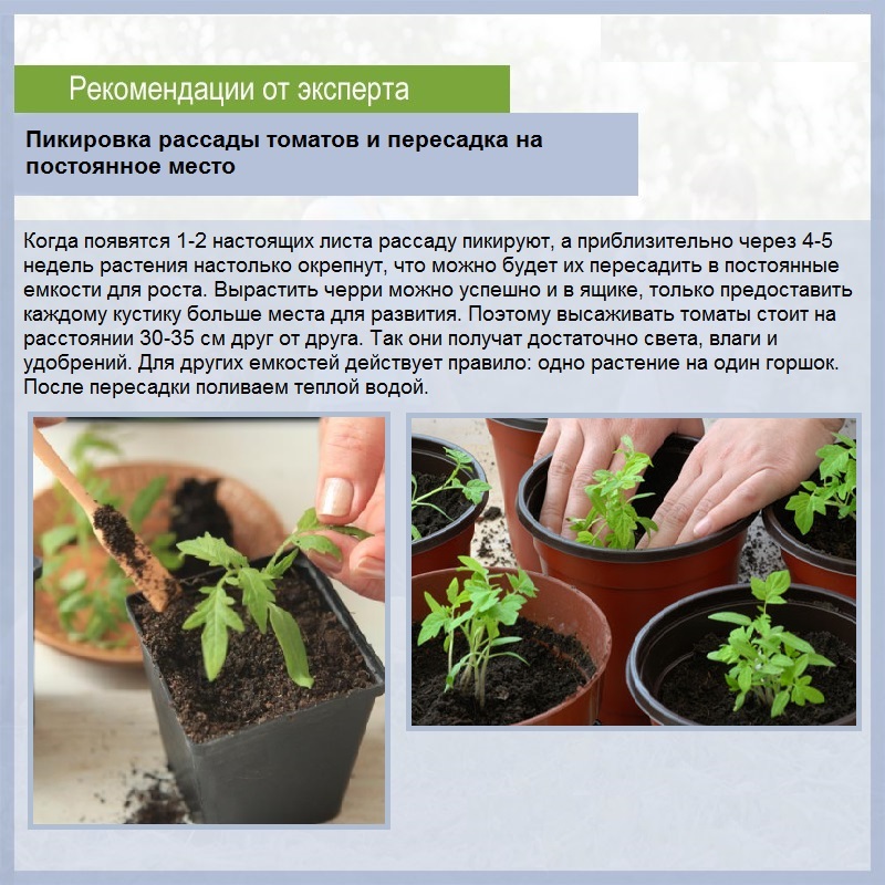 Синтетический стимулятор роста корней у различных растений корневин: инструкция по применению в сухом и разведённом виде