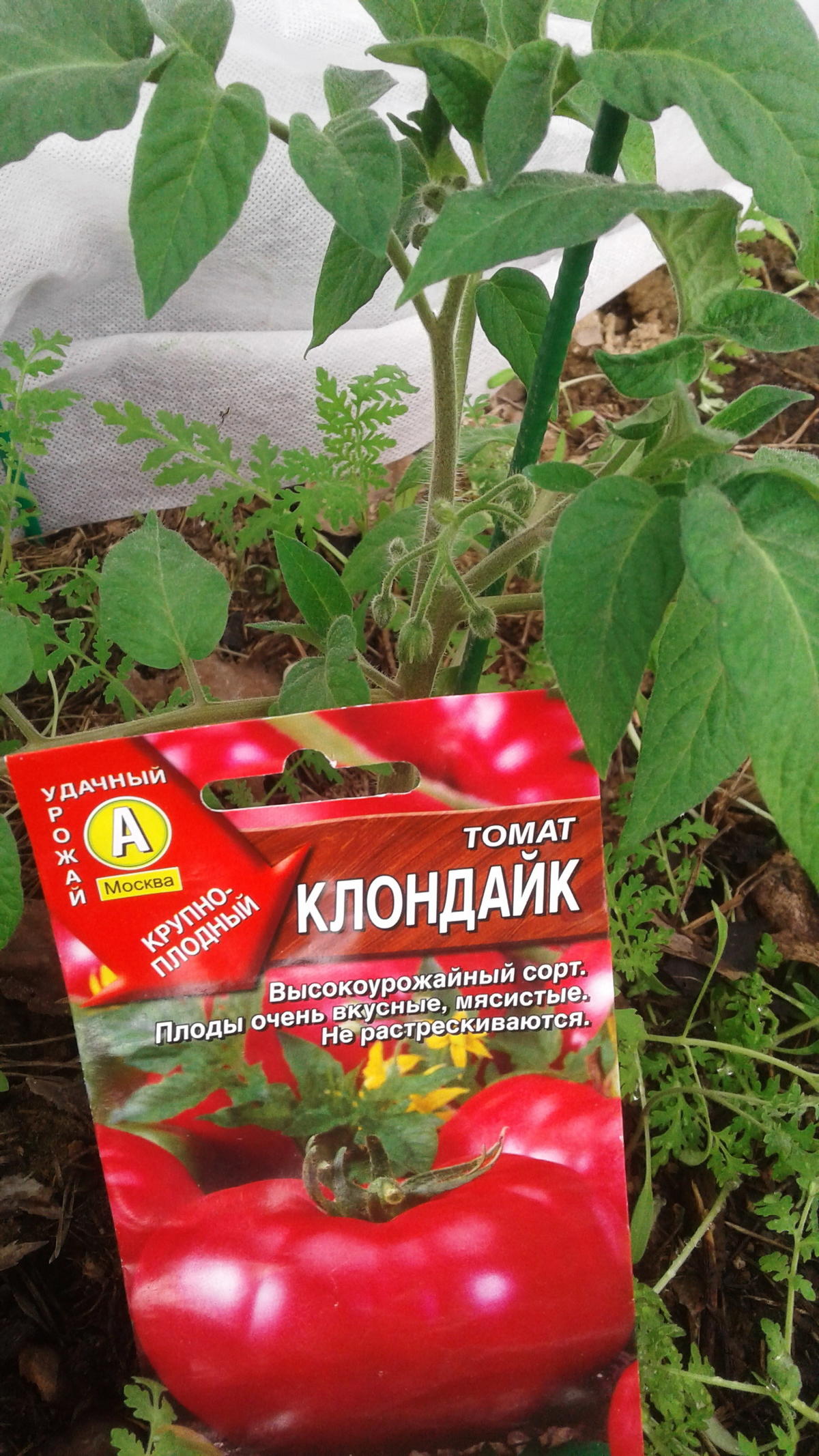 Томат клондайк описание сорта фото отзывы