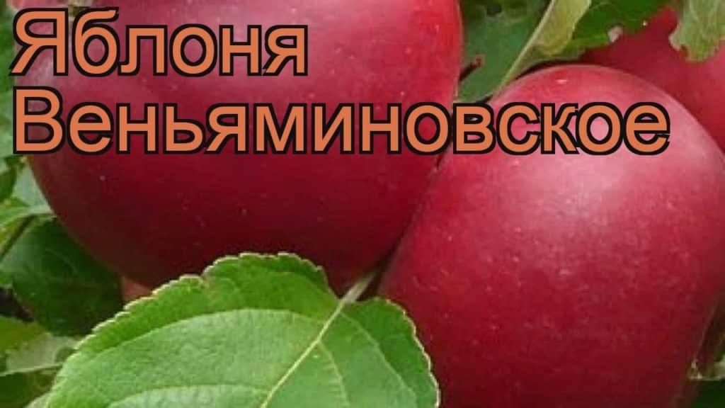 Яблоня веньяминовское