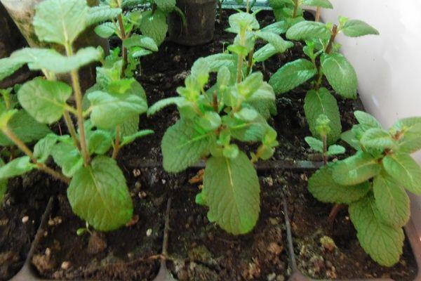 Мята на подоконнике: выращивание мяты в горшке, кк посадить и как растить