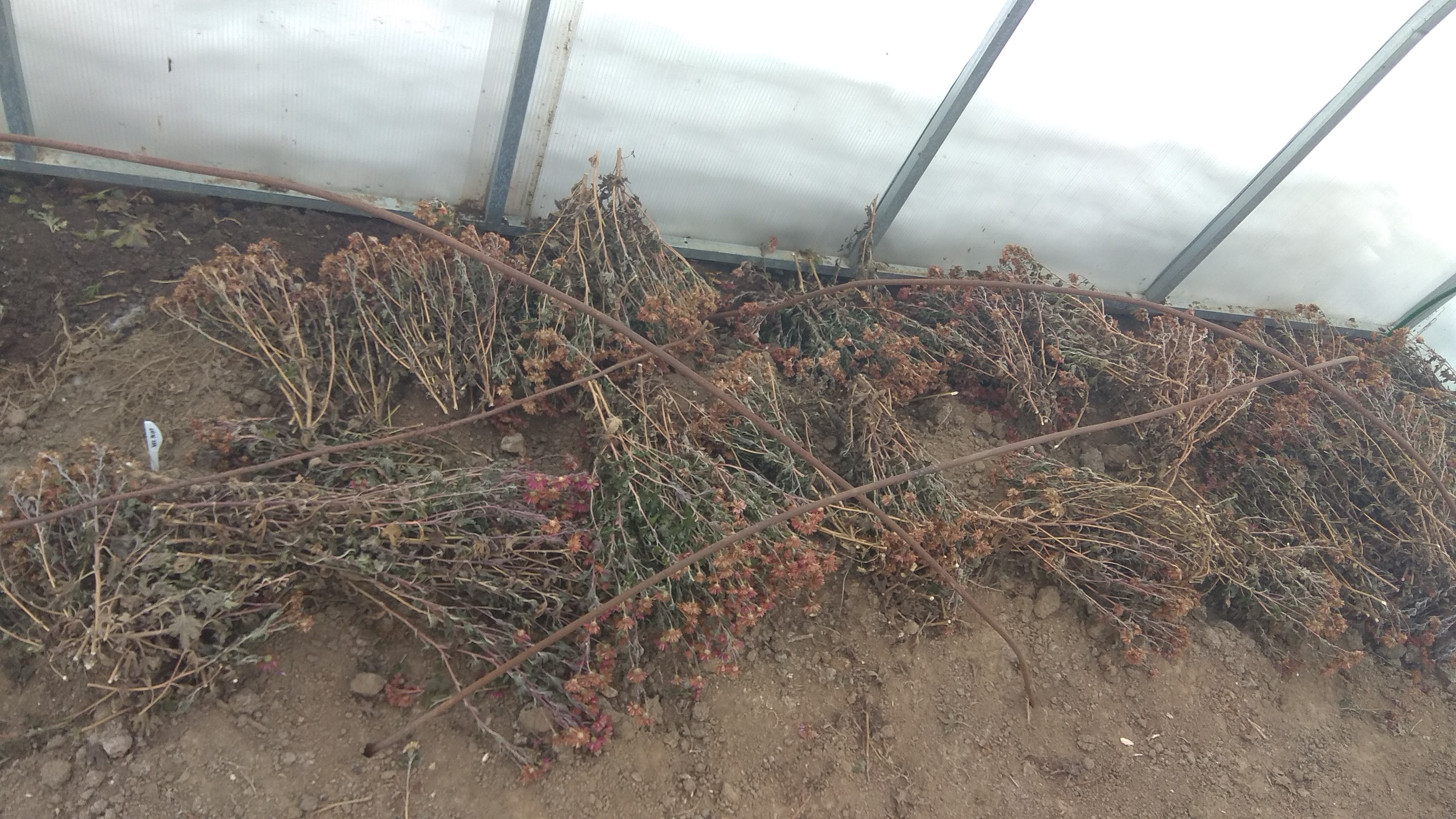 Хранение хризантем зимой: мультифлора и уход за ней в не сезон