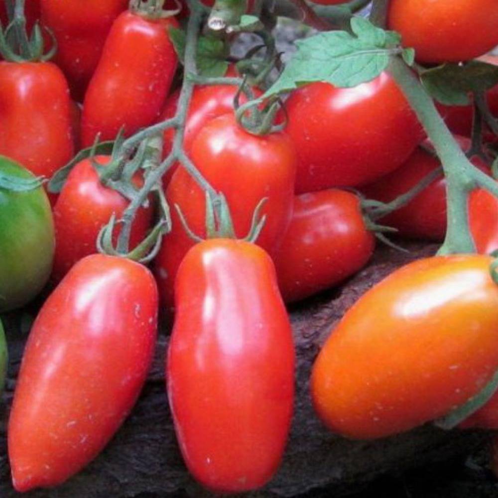 Томат кибиц − описание сорта, фото помидоров, отзывы овощеводов, урожайность, выращивание, видео