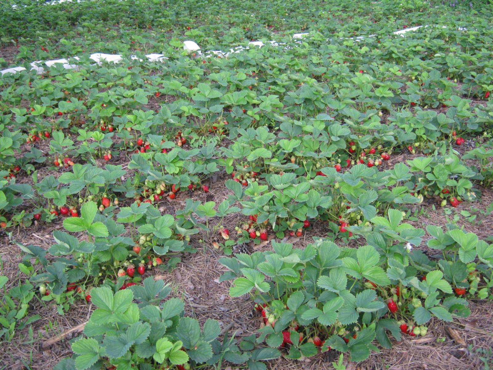 Выращивание клубники в открытом грунте, в том числе в беларуси, сибири, на урале и в других регионах