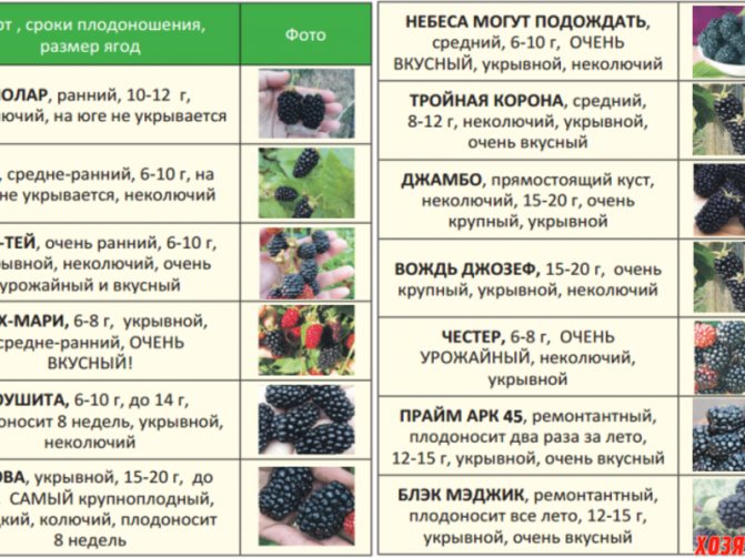 Когда созревает малина в средней полосе россии: сорта и сроки