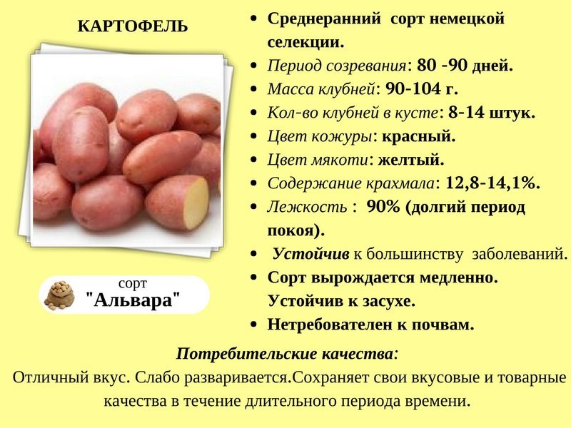 Картофель удача: описание сорта, фото, отзывы, посадка и выращивание - про сорта