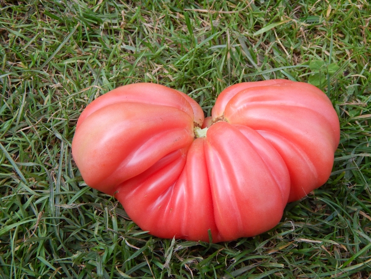 Сорт томата «инжир розовый, красный»: характеристики, фото, отзывы