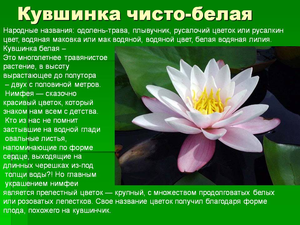 Водный гиацинт: посадка и уход в пруду, описание растения и размножение
