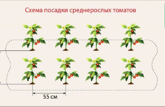 Схема посадки перца в теплице в шахматном порядке