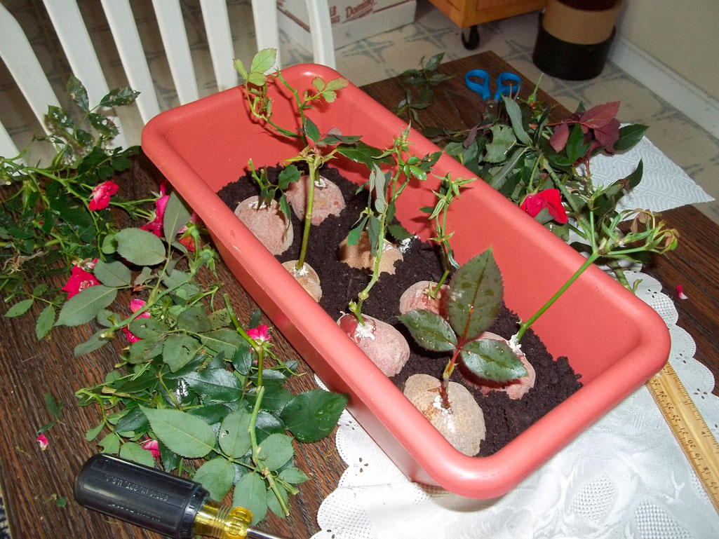 Посадка роз весной в открытый грунт саженцами: когда и как правильно сажать, когда пересаживать, правила укоренения