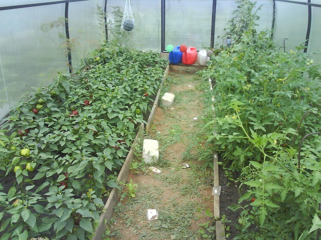 Как в теплице правильно посадить вместе перец, томаты и огурцы (фото): советы