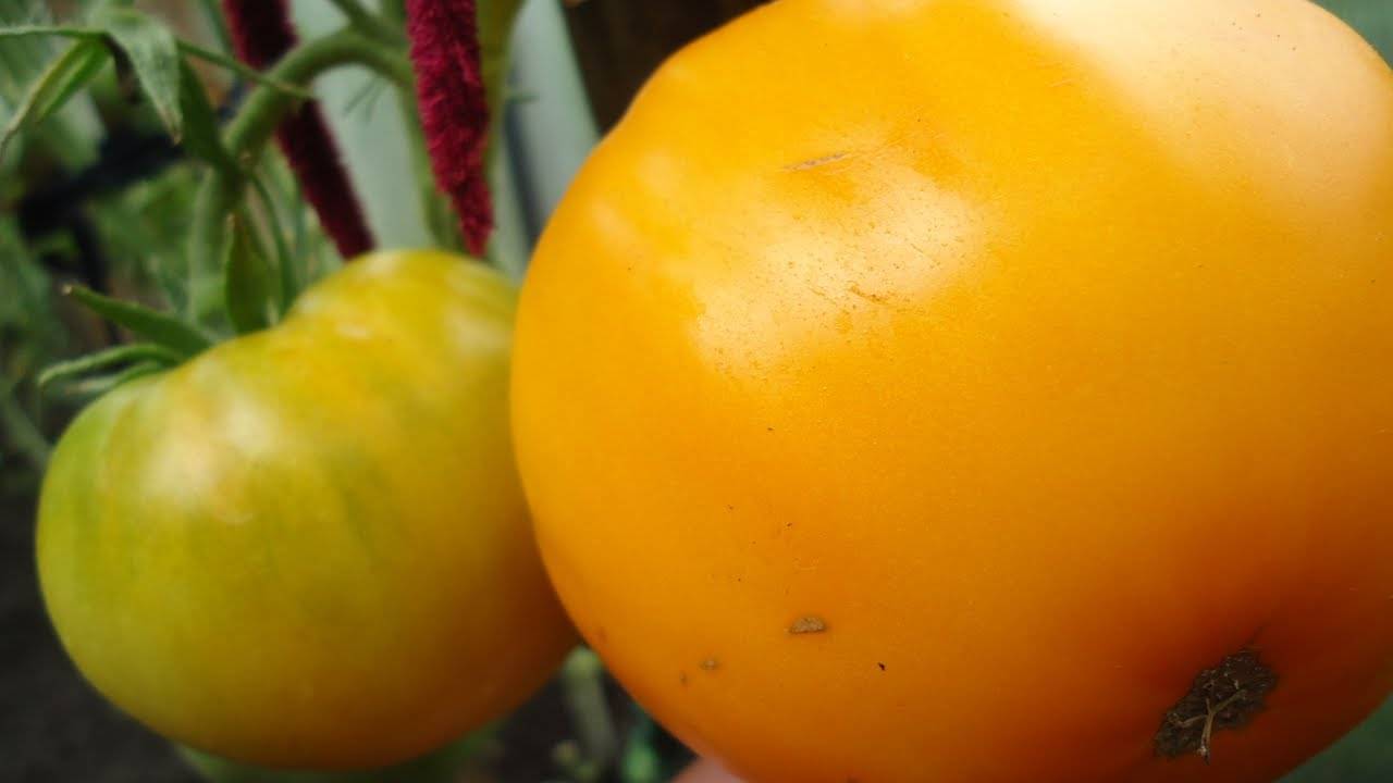 Жёлтый и вкусный томат на ваших грядках — описание сорта помидор «золотой король»